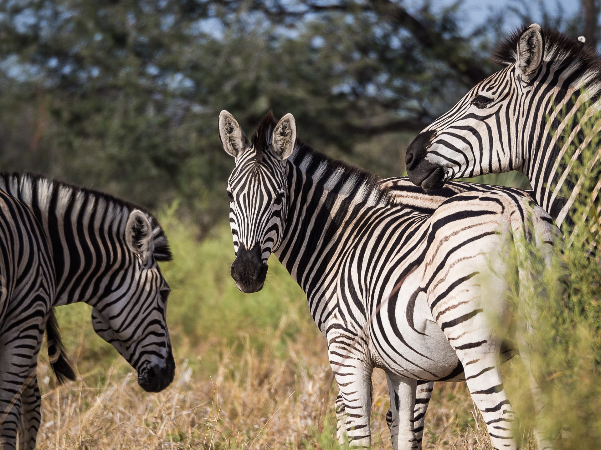 Zebra, Botswana, f/6.7, 300mm, ISO 200, 1/500 sec