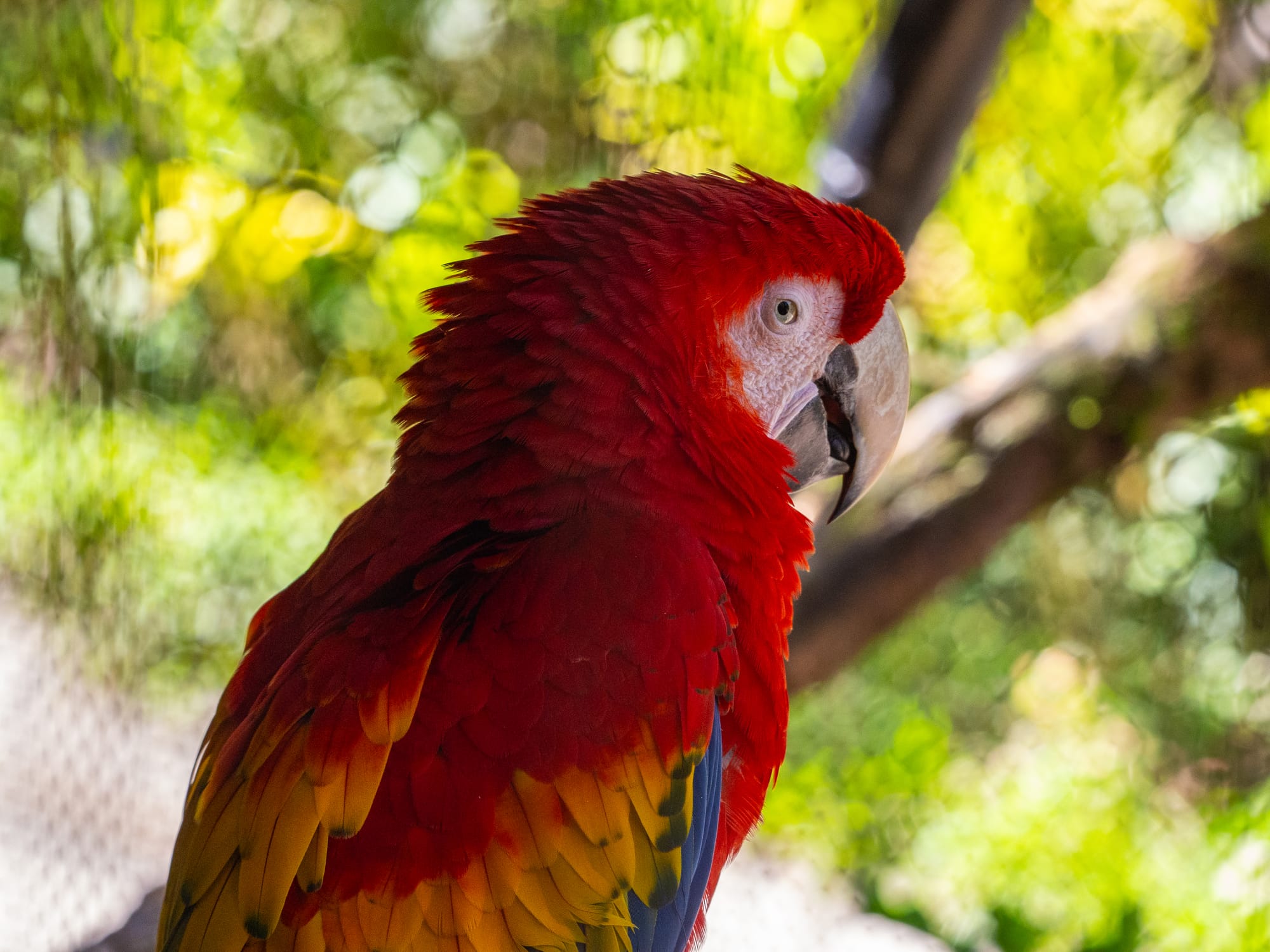 A scarlet macaw, f/5.3, 1/250 sec, ISO 1250, 117 mm