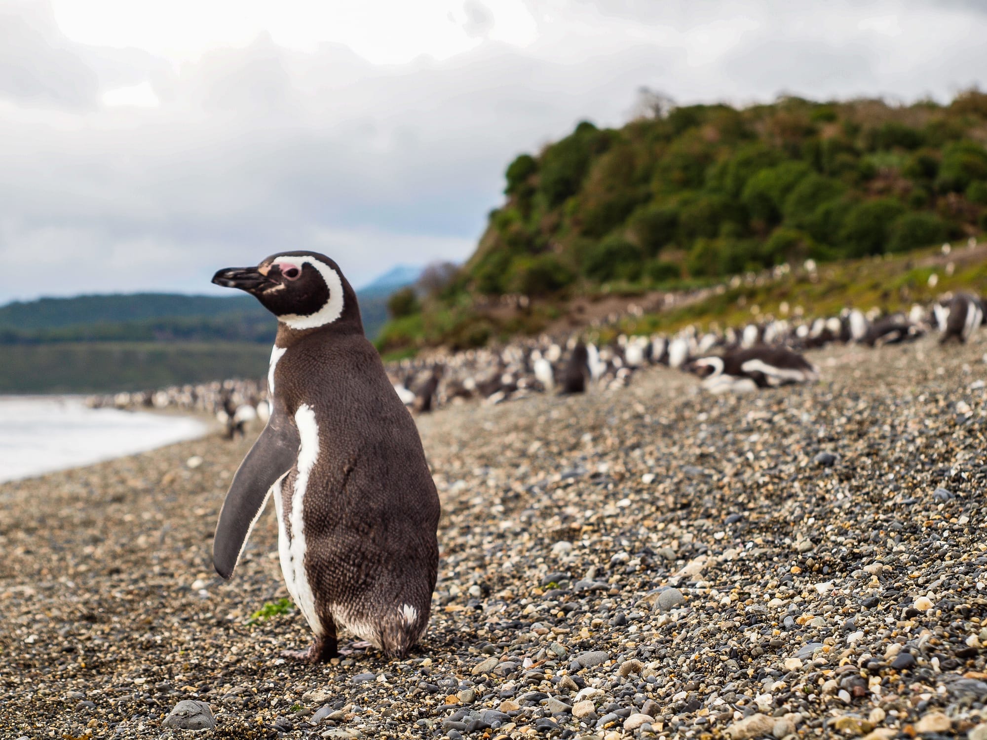 A penguin standing on a beach, f/6.3, 1/250 sec, ISO 200, 58 mm