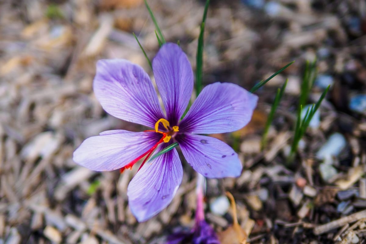 Exploring Macro Photography: Tips, Tricks, and Lens Recommendations for Olympus, Canon, and Nikon