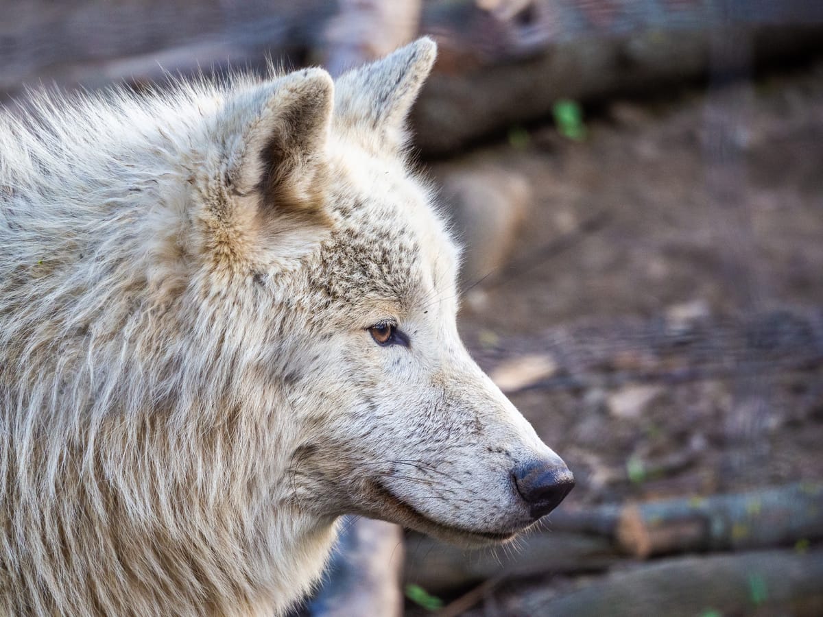 Gray wolf, f/6.4, ISO 1000, 240 mm, 1/250 sec