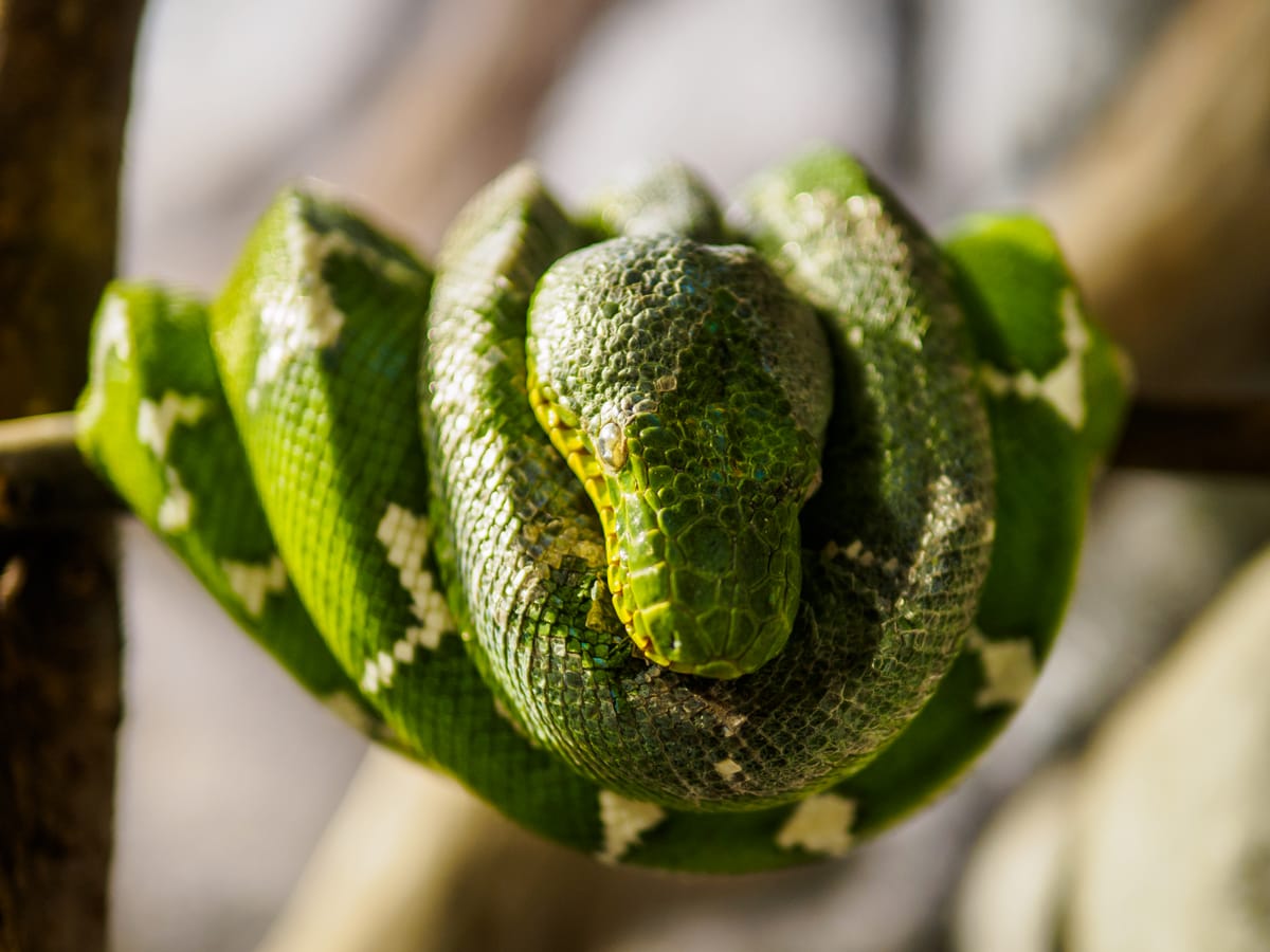 An emerald tree boa captured with a wide aperture.