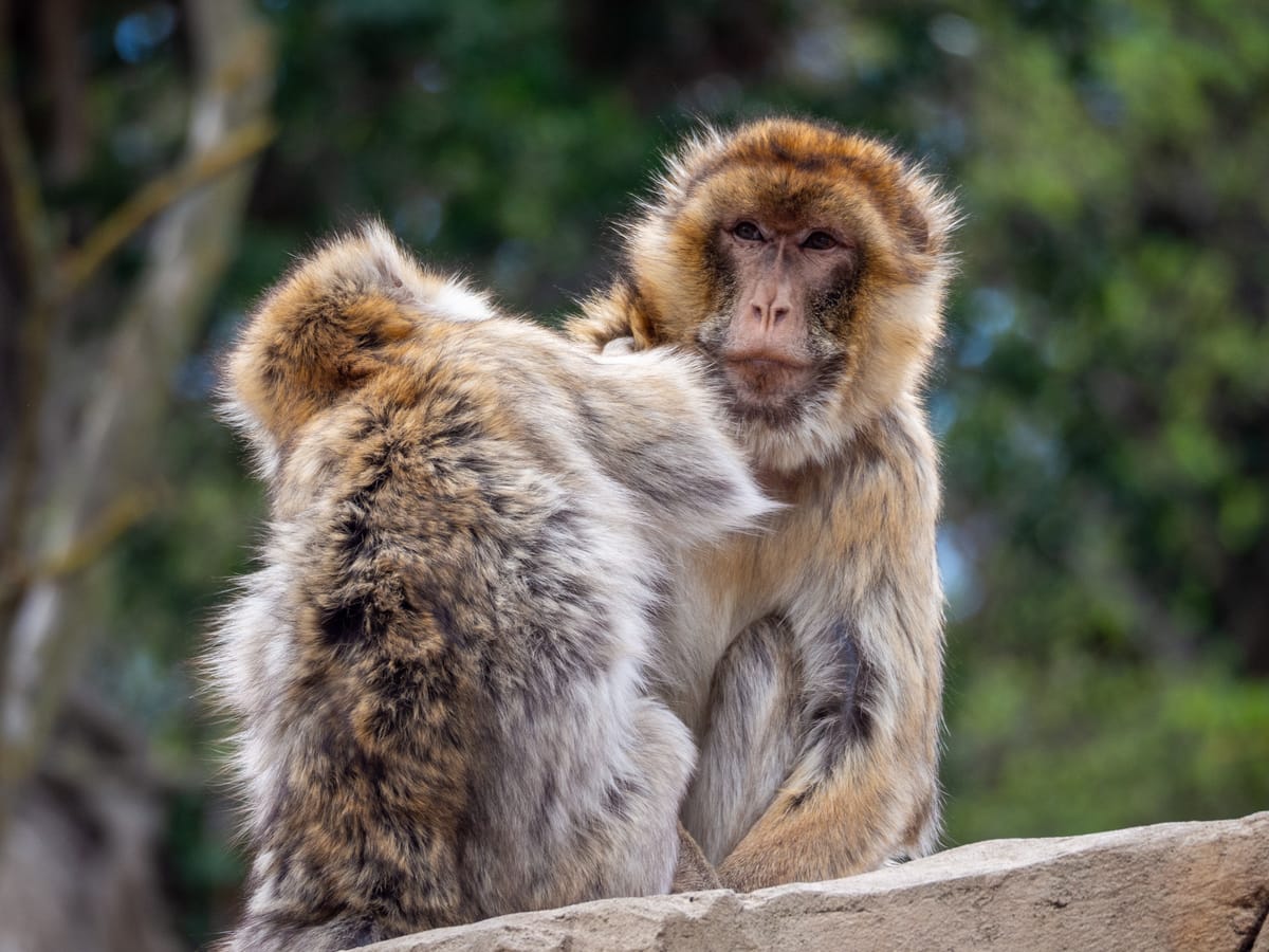 A pair of macaques, f/6.7, 1/320 sec, ISO 500, 300 mm