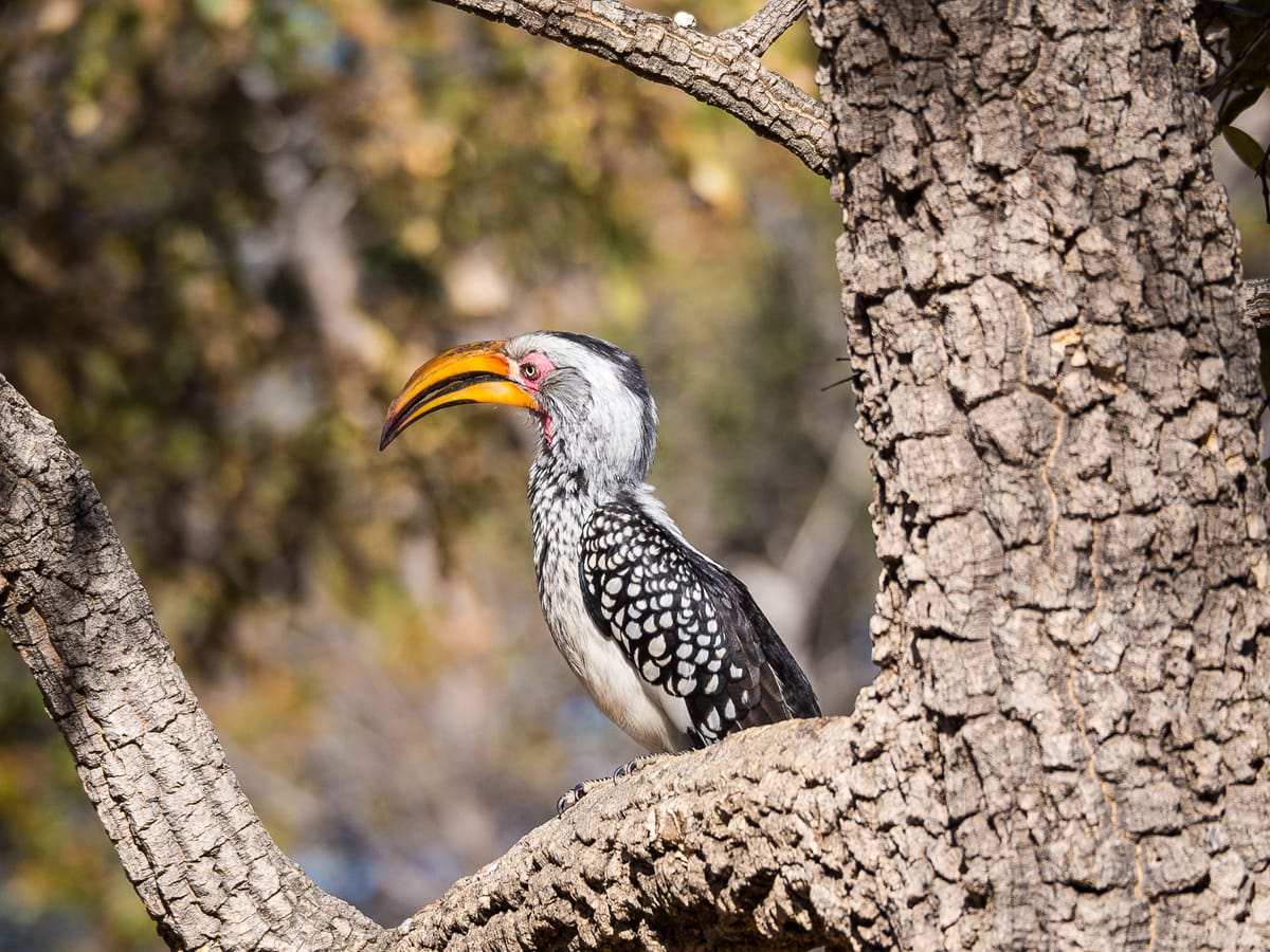 Yellow-billed Hornbill, Botswana, f/7.1, 300 mm, ISO 200, 1/320 sec